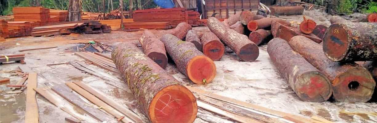 Axil Agro - Leading Importer of Timber | Best Exporter of Cocopeat | India